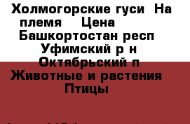 Холмогорские гуси. На племя. › Цена ­ 2 500 - Башкортостан респ., Уфимский р-н, Октябрьский п. Животные и растения » Птицы   
